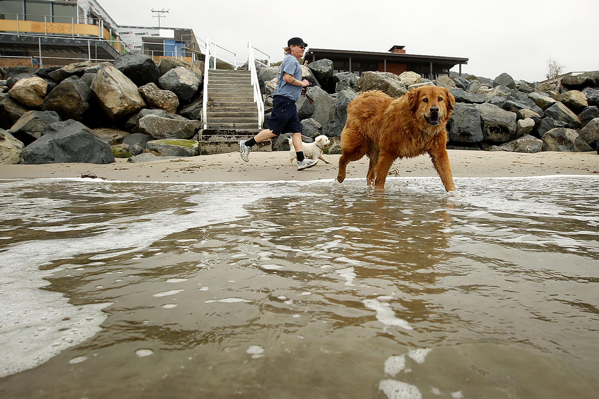 In 2013, a Malibu resident runs along Broad Beach with his dogs at low tide.