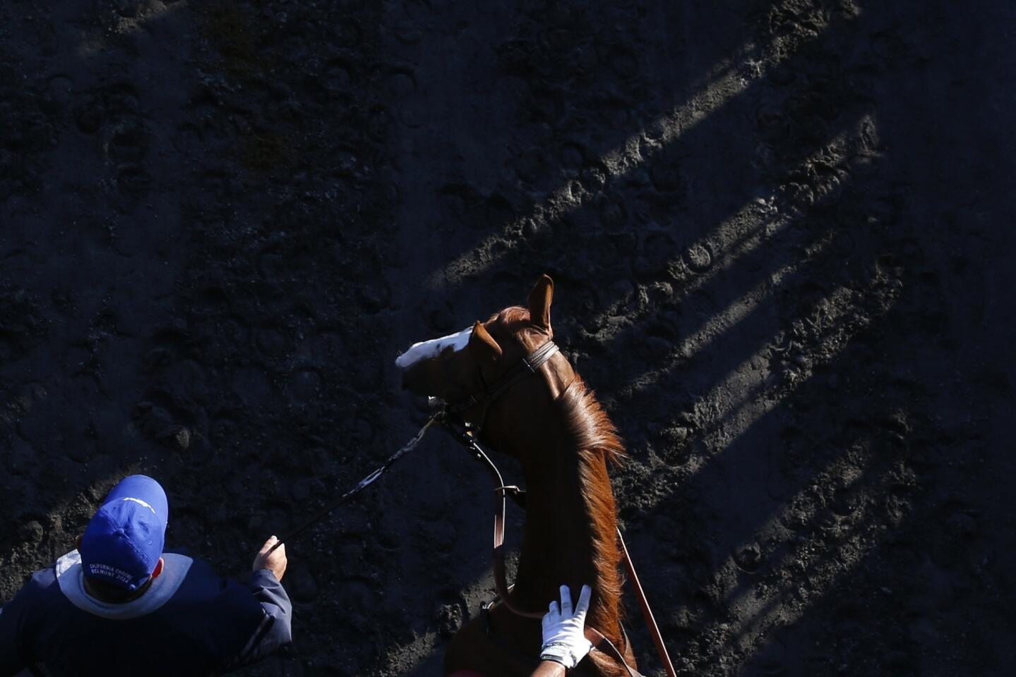 California Chrome, winner of the 2014 Kentucky Derby and Preakness Stakes, enters the track from a paddock area for morning workouts at Belmont Park.