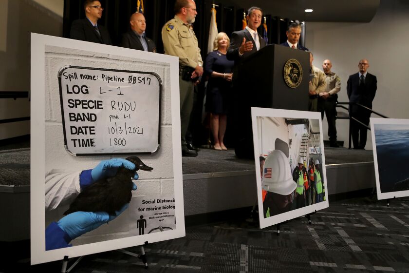 SANTA ANA, CA - September 8: A photo of a duck covered in oil from last yearOs Huntington Beach oil spill is displayed during press conference at the Orange County District AttorneyOs office on Thursday, September 8, 2022 in Santa Ana. (Kevin Chang / Daily Pilot)