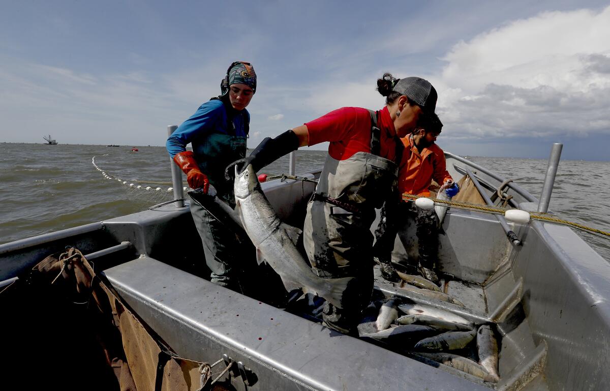 Captain Melanie Brown, center, pulls salmon from a set net along the banks of Bristol Bay in Naknek, Alaska, near the site of the proposed Pebble Mine. Fishing with her are daughter Mariana Bell and crewman Andres Camacho.