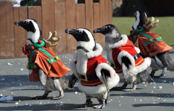 Penguins dressed in Santa Claus costumes
