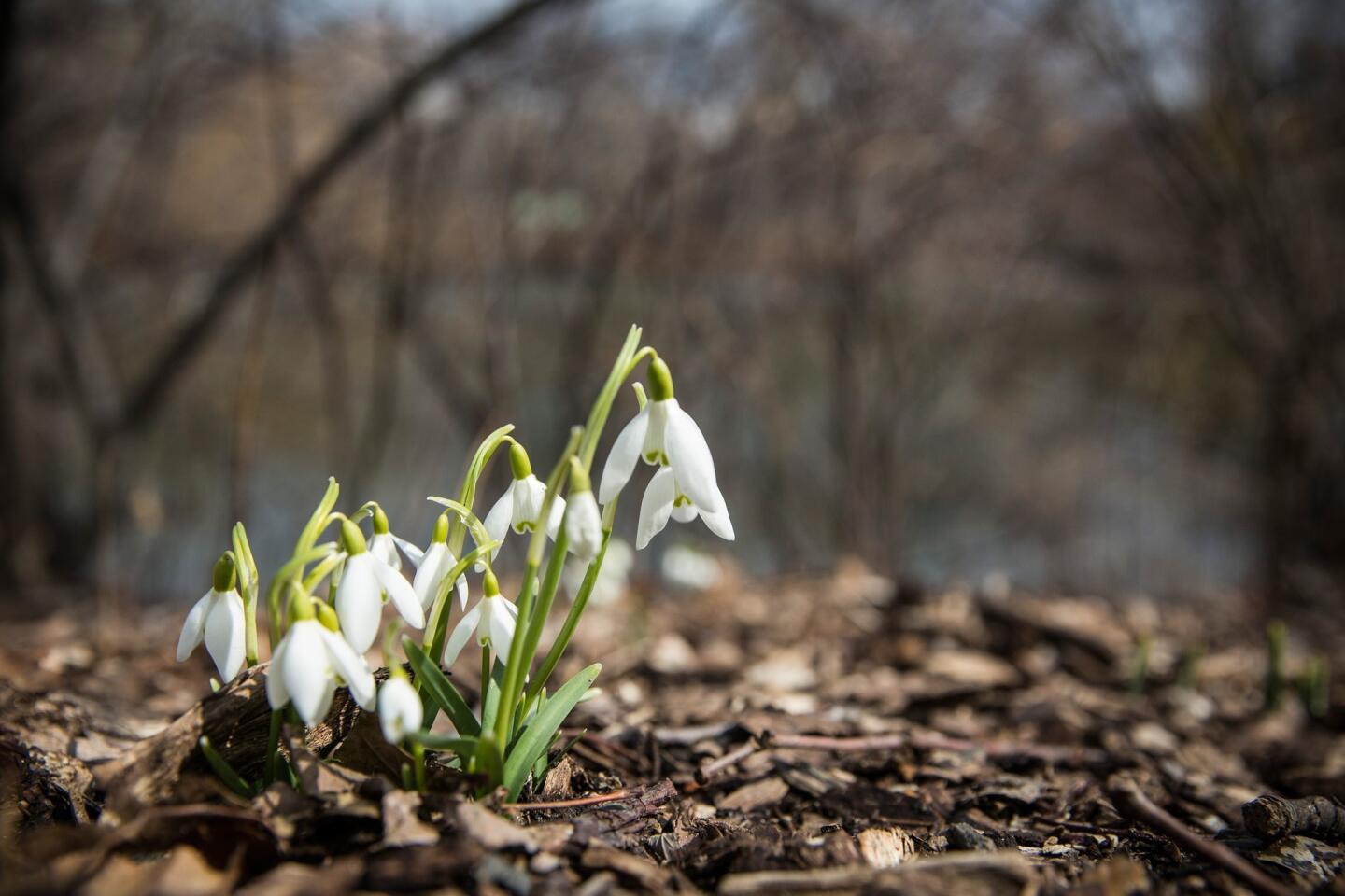 First Day Of Spring Arrives After Extremely Harsh Winter