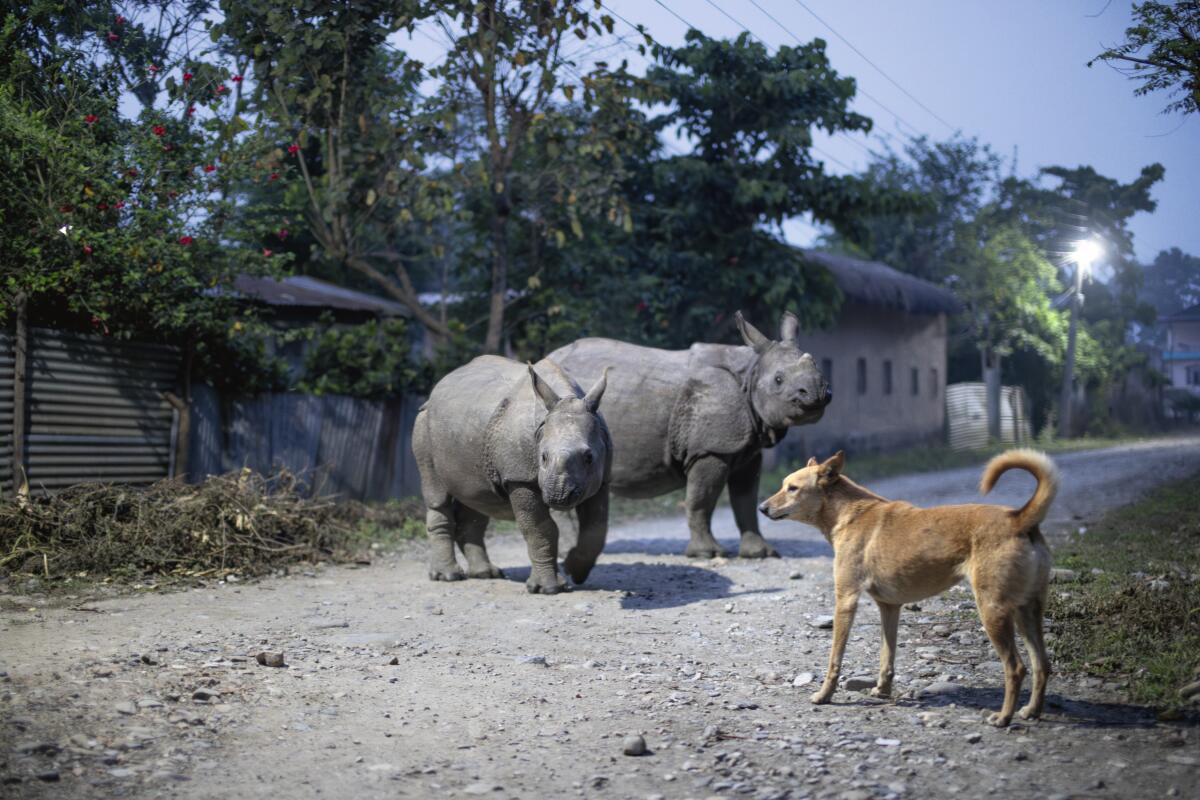 Two Indian one-horned rhino stand on a gravel road with a brown dog.