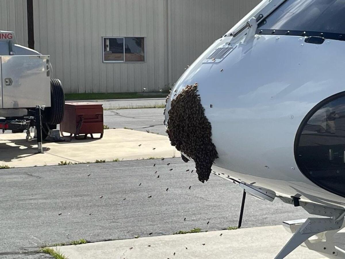 The nose of a helicopter covered with bees