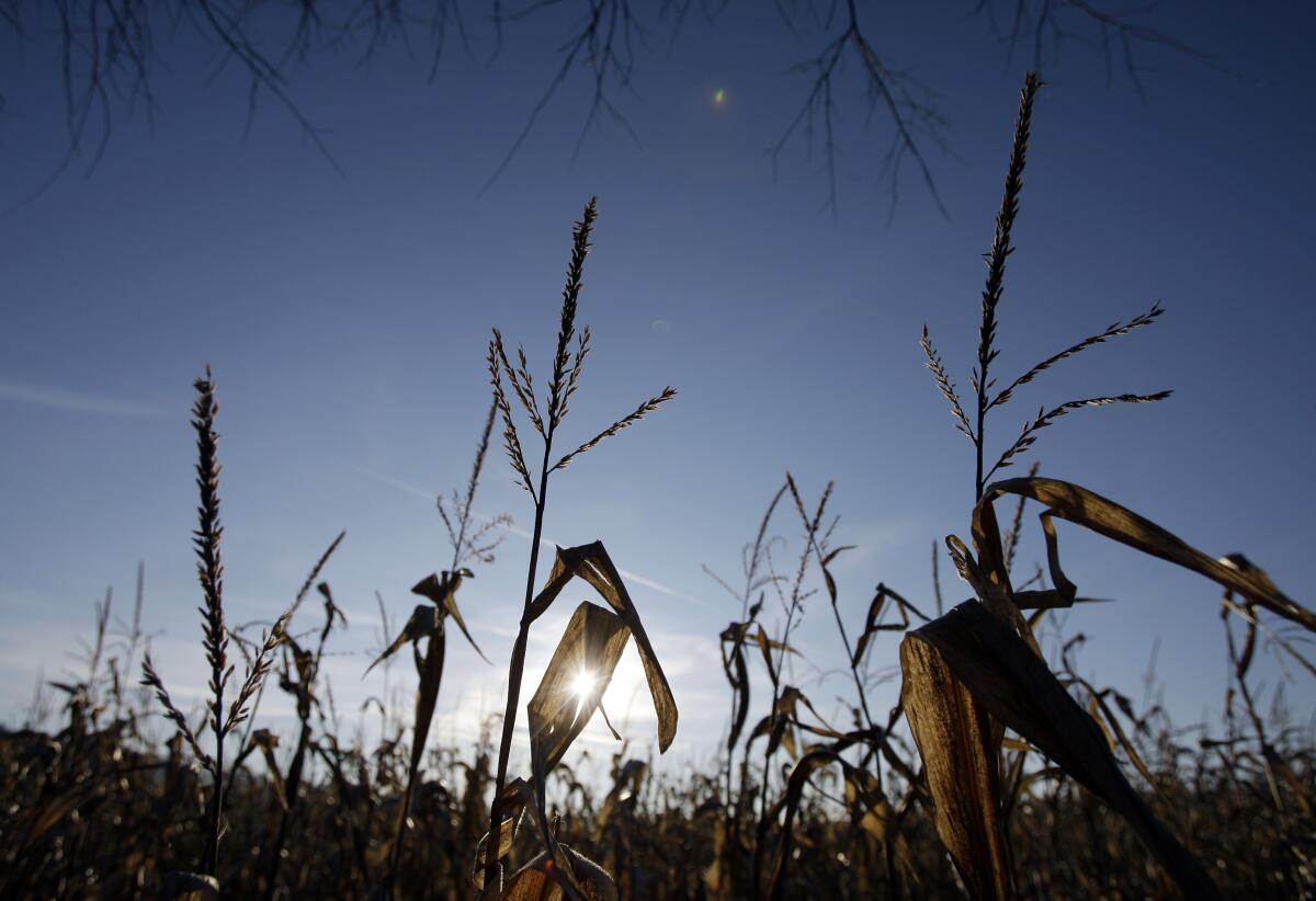 A field of corn