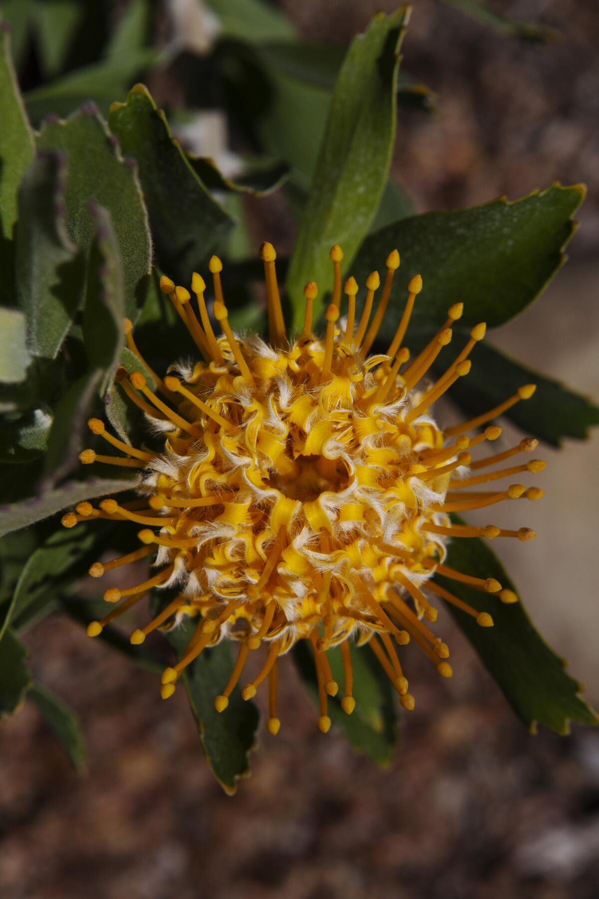 A closeup of a plant that looks like a pincushion