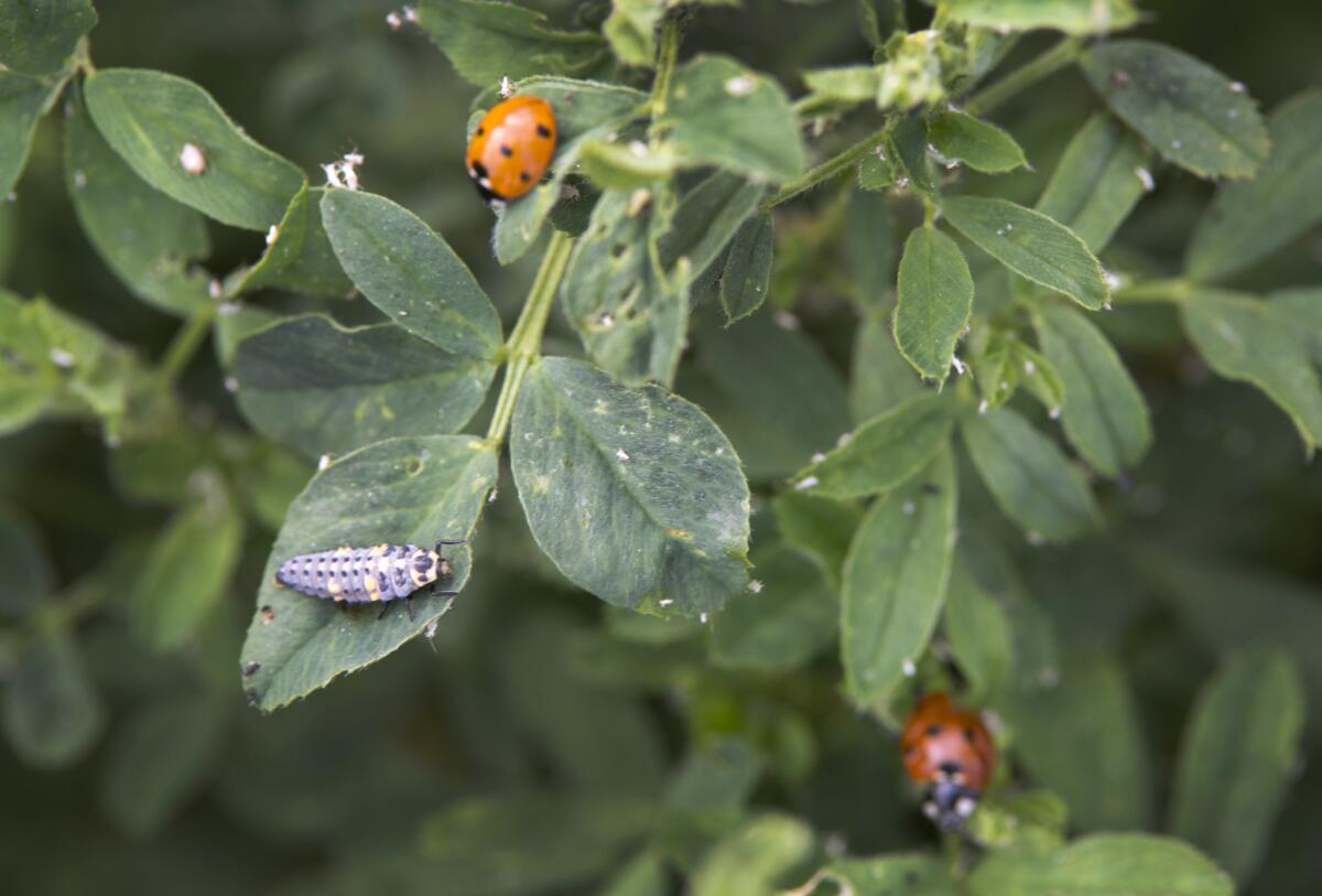 Ladybugs, joined by another insect, eat speck-like aphids infesting an alfalfa plant on a farm in Syracuse, Utah.