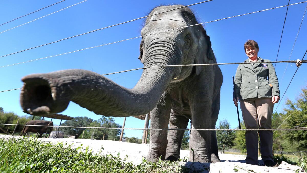 Mike, a 2-year-old Asian elephant bull, with his handler Trudy Williams, greets visitors during a media tour of the 200-acre Center for Elephant Conservation in Polk City, Fla. The Ringling Bros. and Barnum & Bailey Circus is ending its elephant acts a year and a half early, and will retire all of its touring elephants in May.