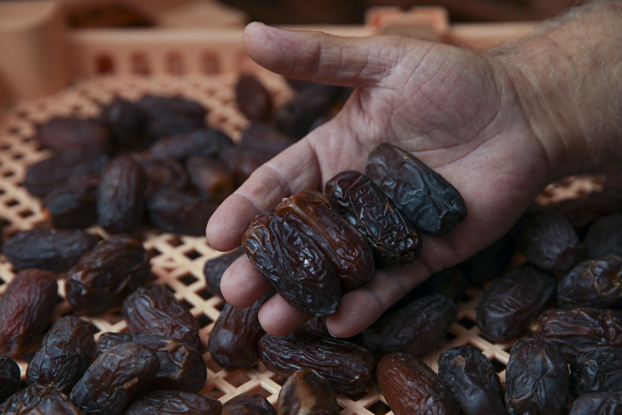 Ahmad Fejleh holds medjool dates from his date farm in Westmorland.