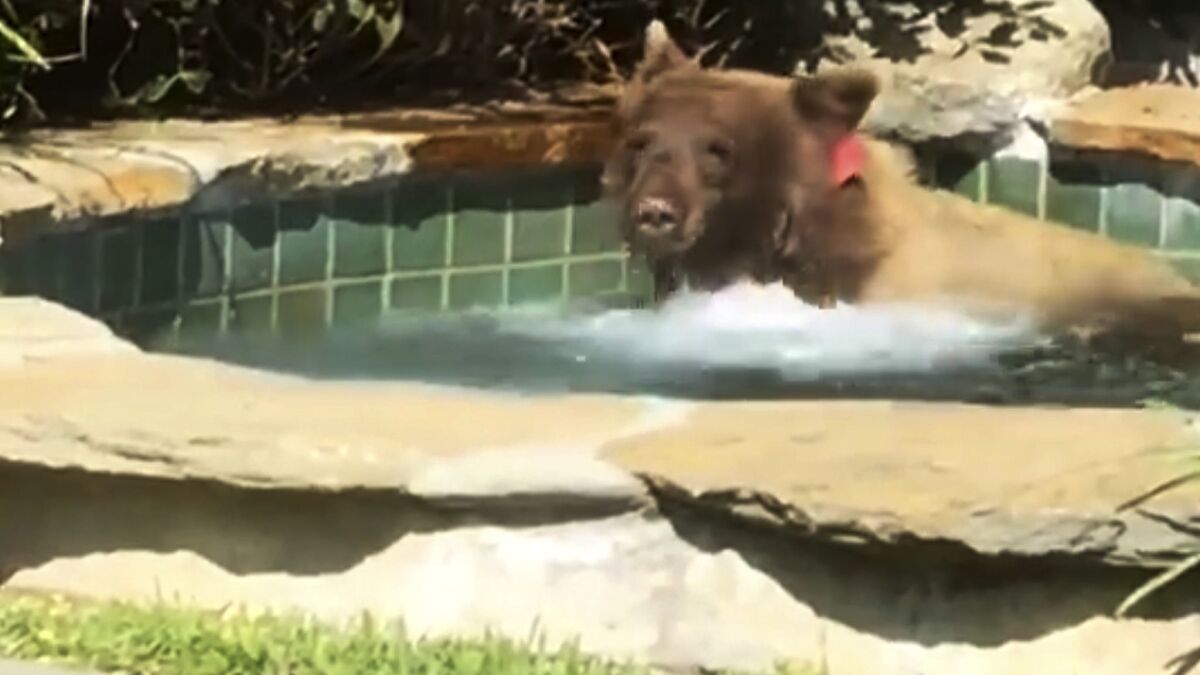 A bear enjoys a hot tub in Altadena.