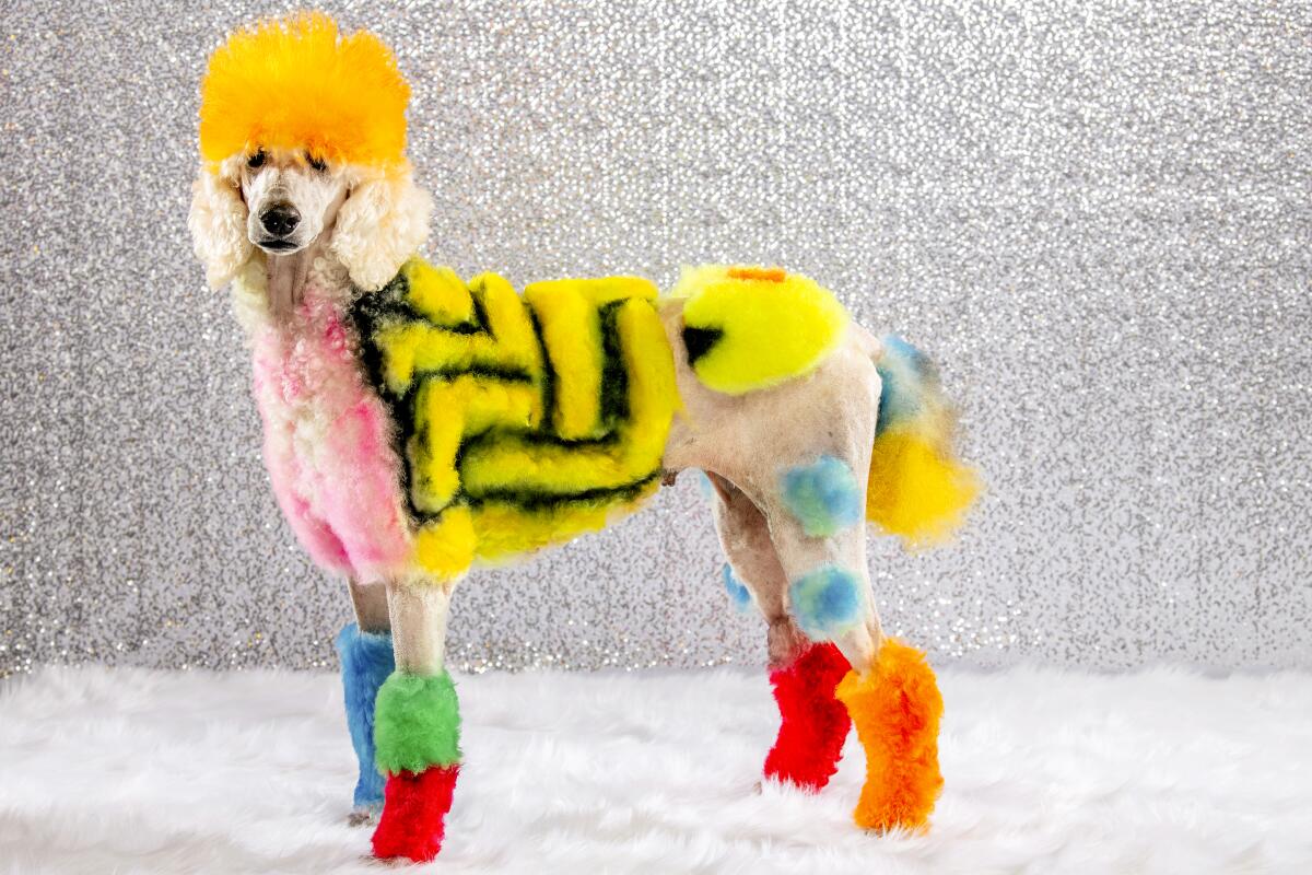 A poodle with dyed fur in various colors and designs.