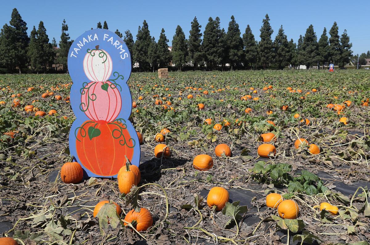 Ripe pumpkins on the vine are ready for seasonal picking at Hana Field in Costa Mesa.