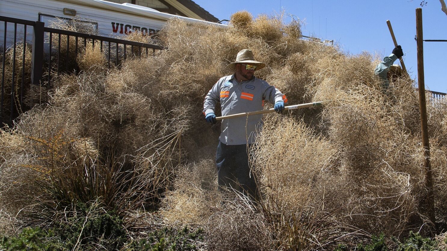 barren desert with tumble weed