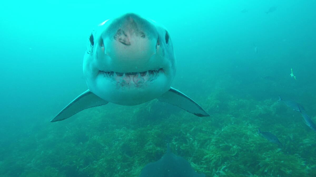 A great white shark swims. 