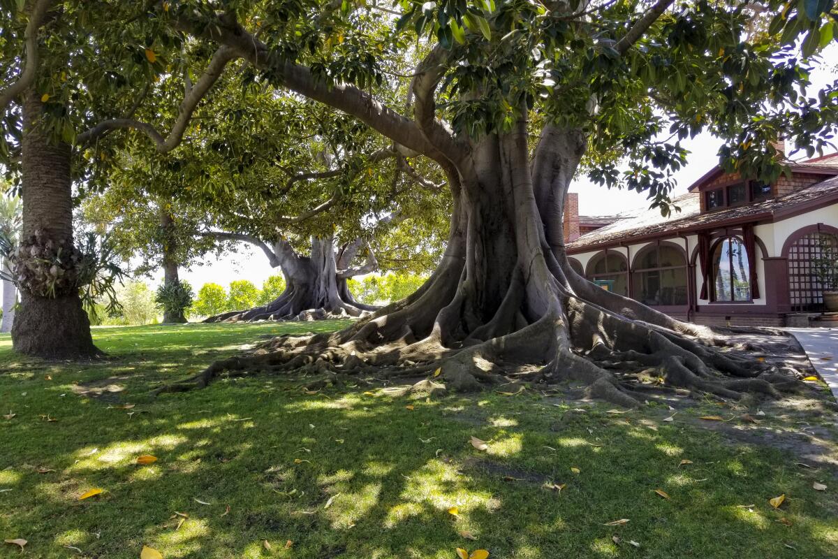 A Moreton Bay fig tree in Rancho Los Alamitos.