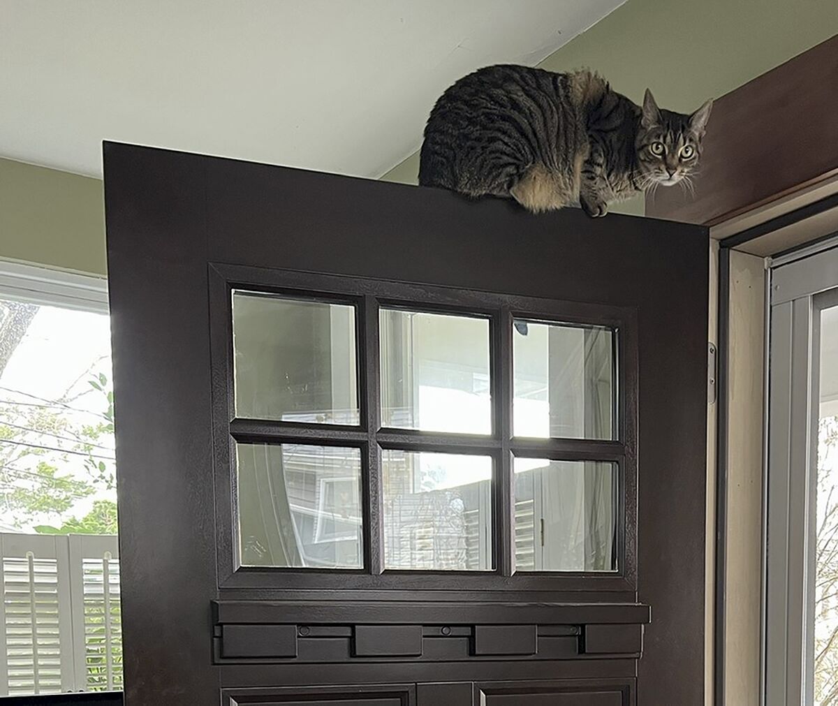 This December, 2022, photo provided by Jessica Damiano shows a cat perched on top of an entrance door. Because cats have exceptional agility and climbing skills, it can be difficult, if not impossible, to place plants and other items out of their reach. (Jessica Damiano via AP)