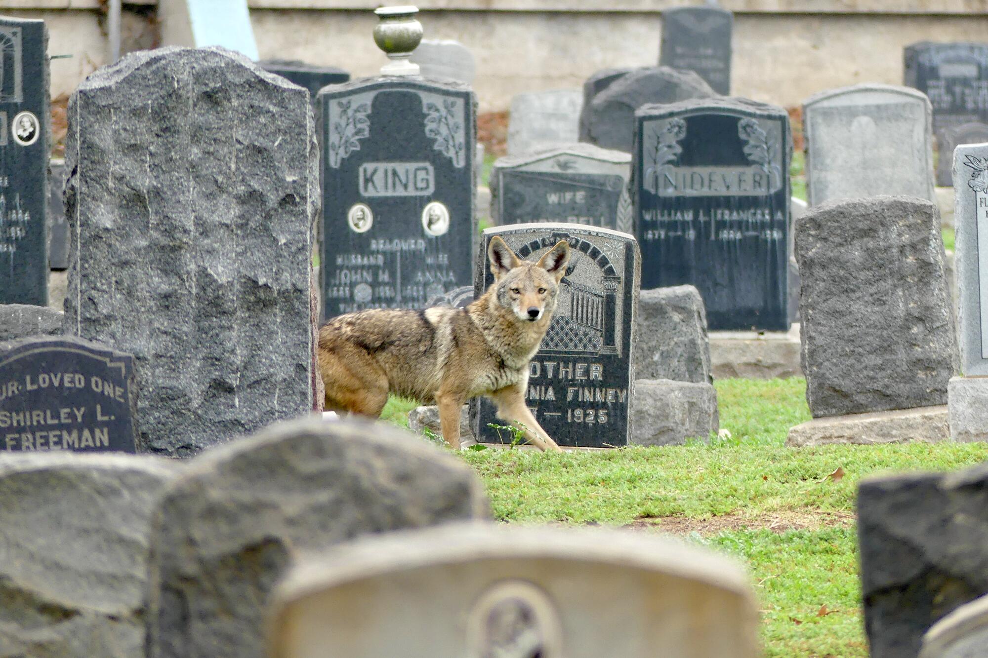 A coyote stands among gravestones