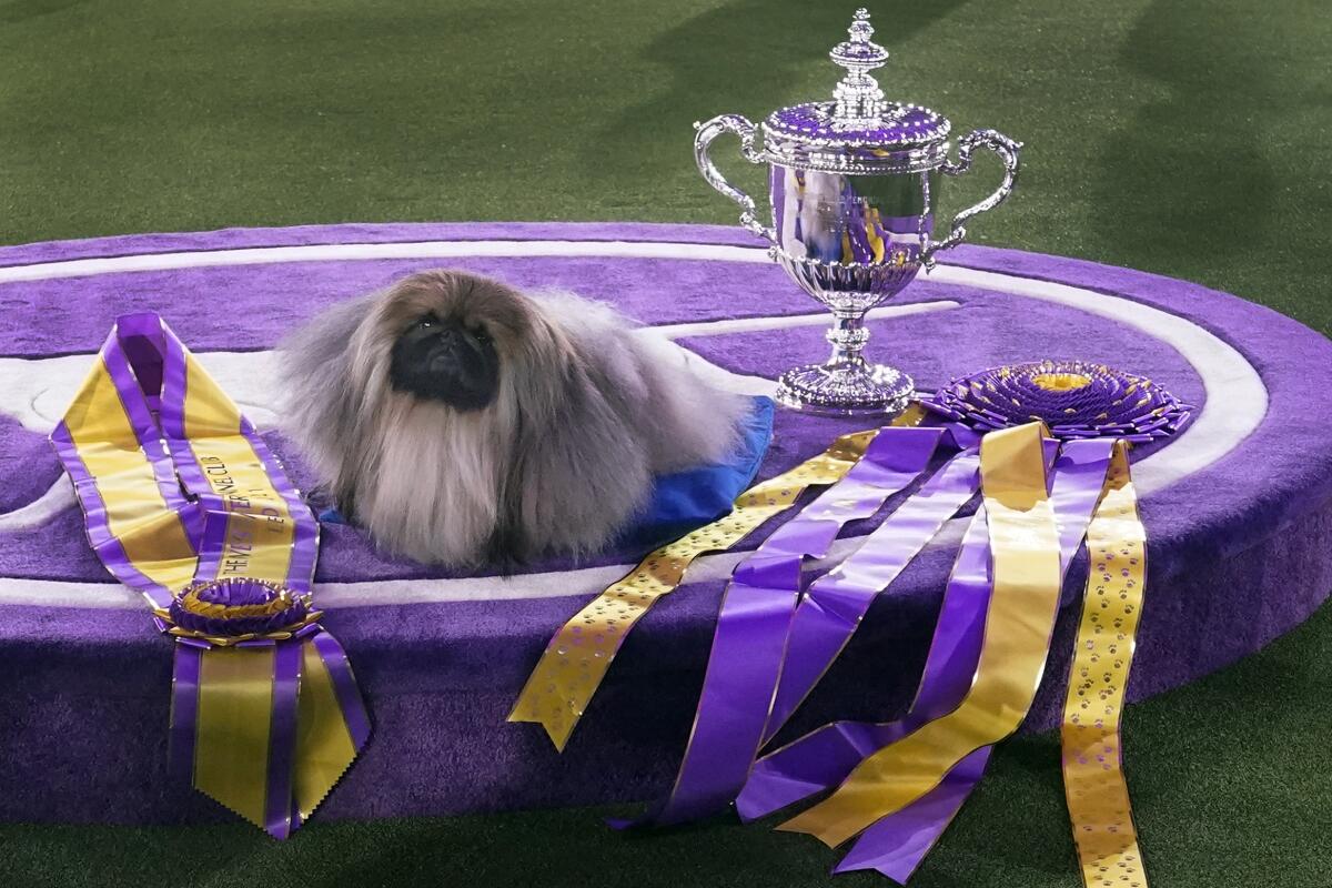 Wasabi, a Pekingese, rests on the winner's podium with its trophy and ribbons