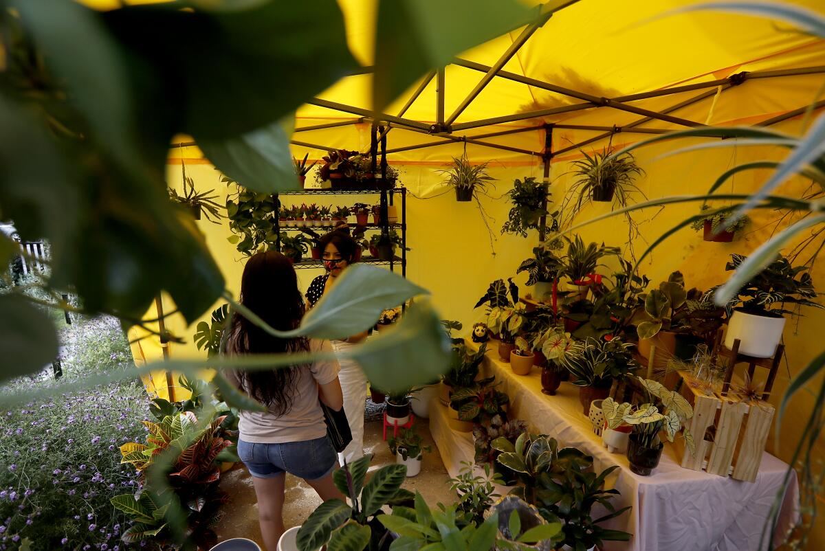 Andrea Ramirez, right, creator of @latinxwithplants on Instagram in a pop-up tent outside her Boyle Heights home