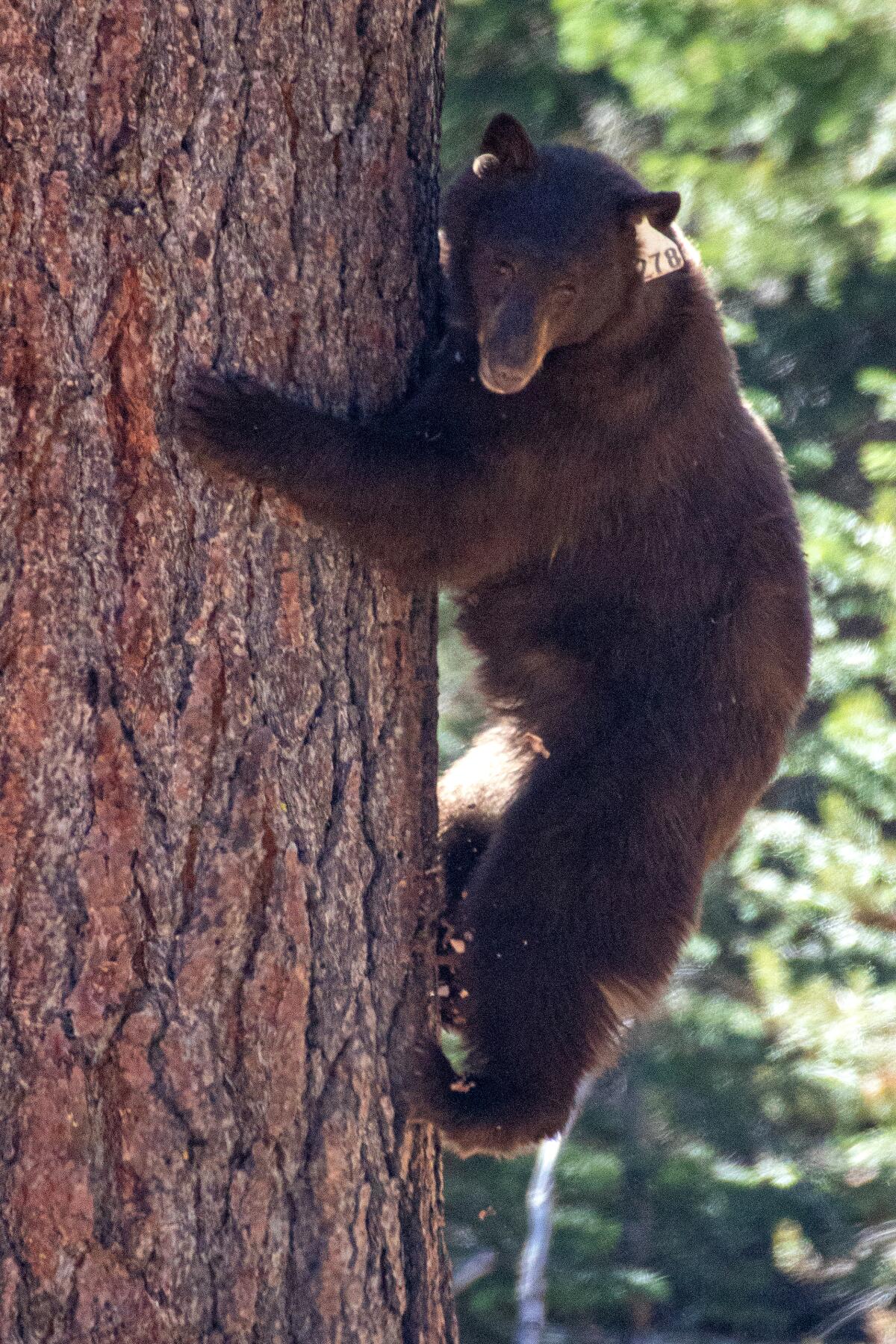 A bear clings to a tree trunk 