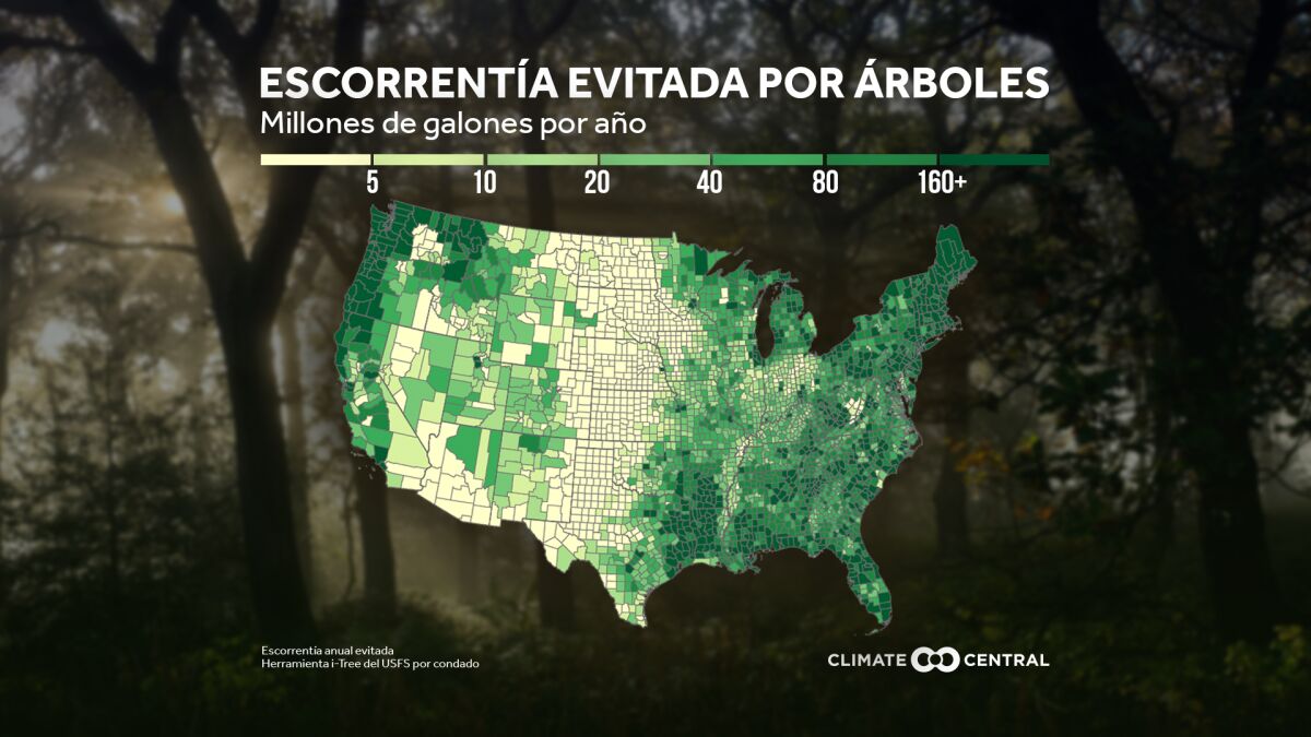 Plantar árboles ayuda a combatir el cambio climático - San Diego  Union-Tribune en Español