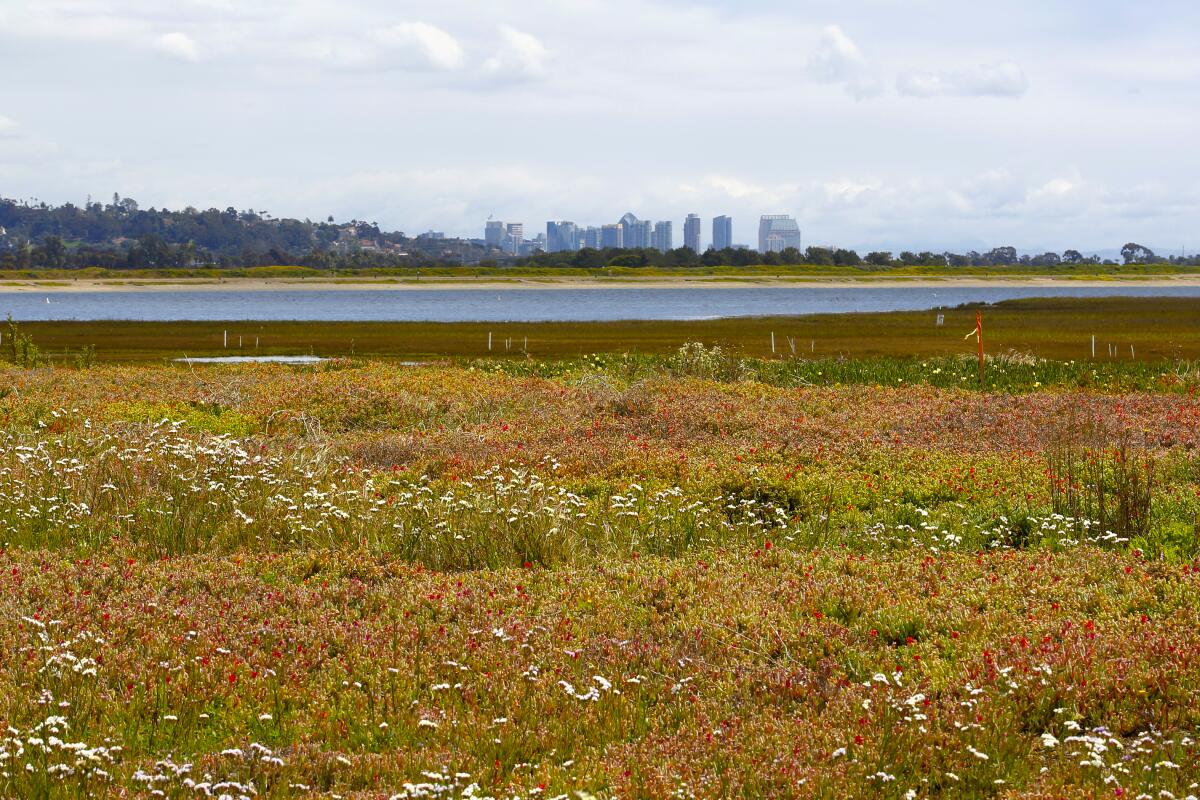 Kendall-Frost Mission Bay Marsh Reserve with flowers, grass and a body of water 