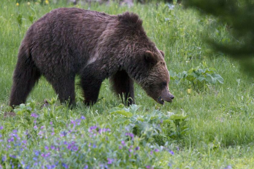 A grizzly bear roams near Beaver Lake in Yellowstone National Park. A new study has found that the percentage of nutritious berries rose in the diet of grizzlies after wolves returned to the park.