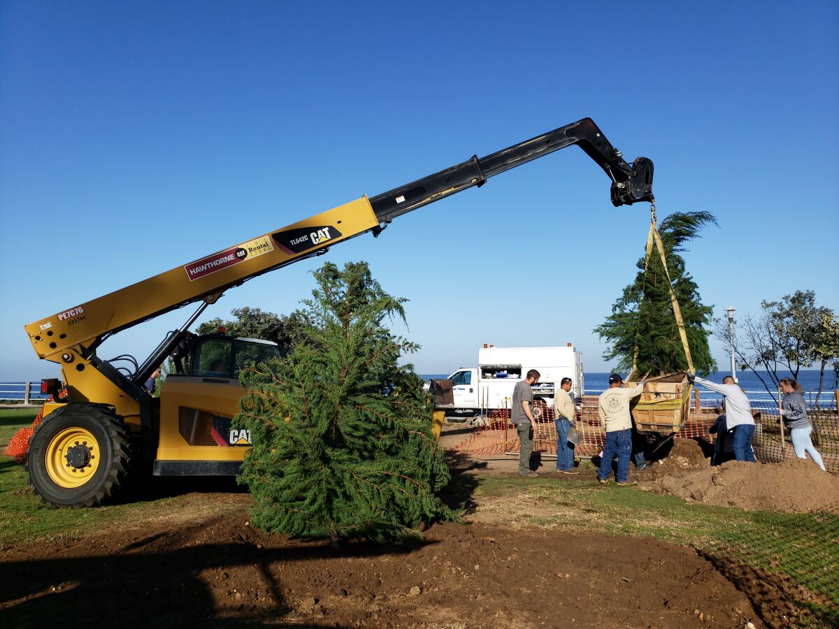 City crews install new Monterey cypress trees in Scripps Park the morning of Oct. 29.