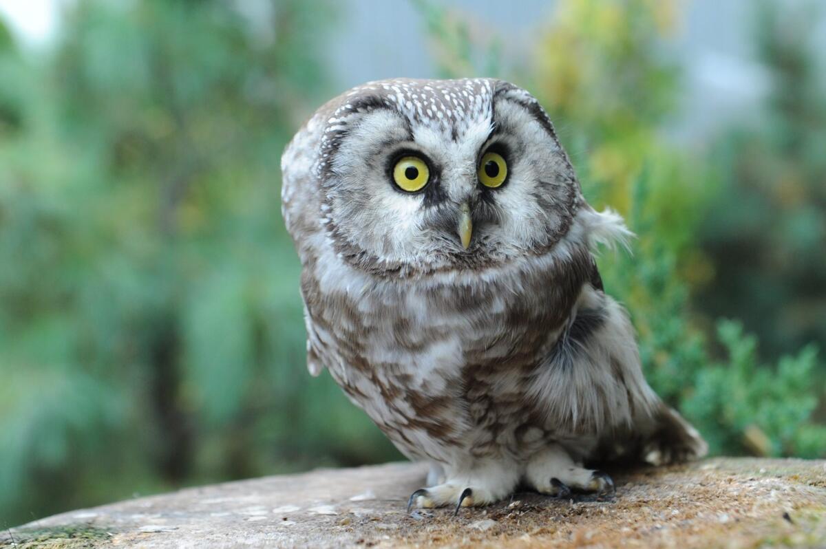 Wide-eyed and fluffy, owls like this one are in-demand dining companions at certain restaurants.