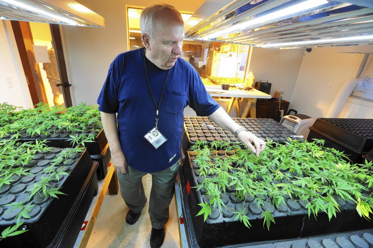 Bob Leeds, owner of Sea of Green Farms, a recreational pot grower and processor in Seattle, inspects plants.