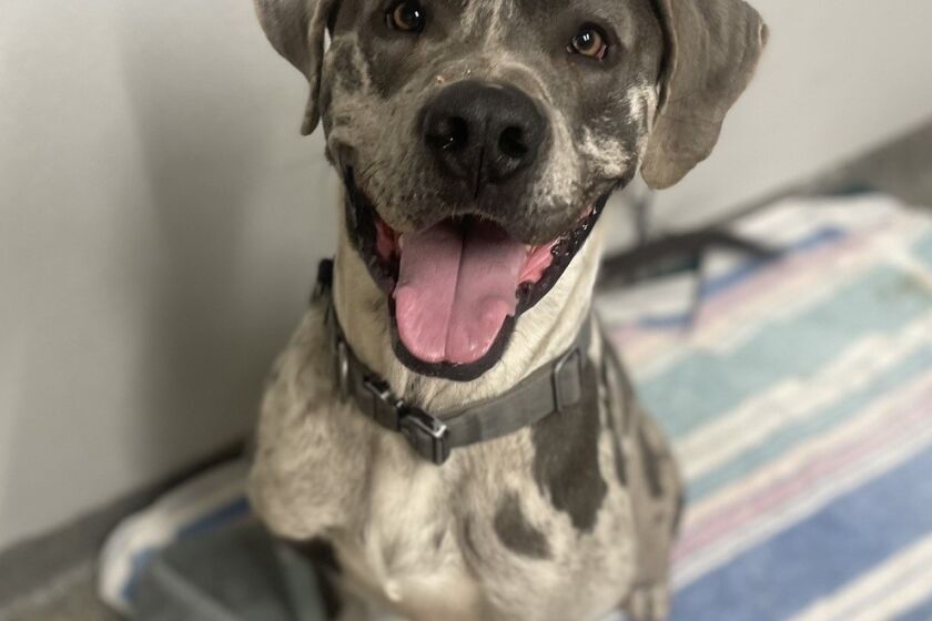 Apollo, a Great Dane Mix is waiting to be adopted for free through March 31.