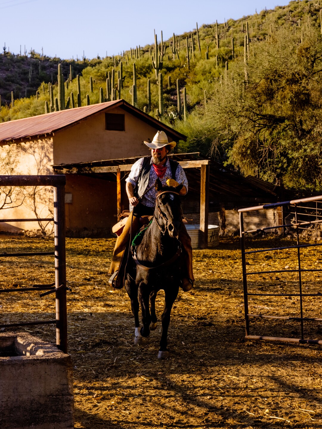 Hill rides Rosie, a Mustang, to herd cattle. 