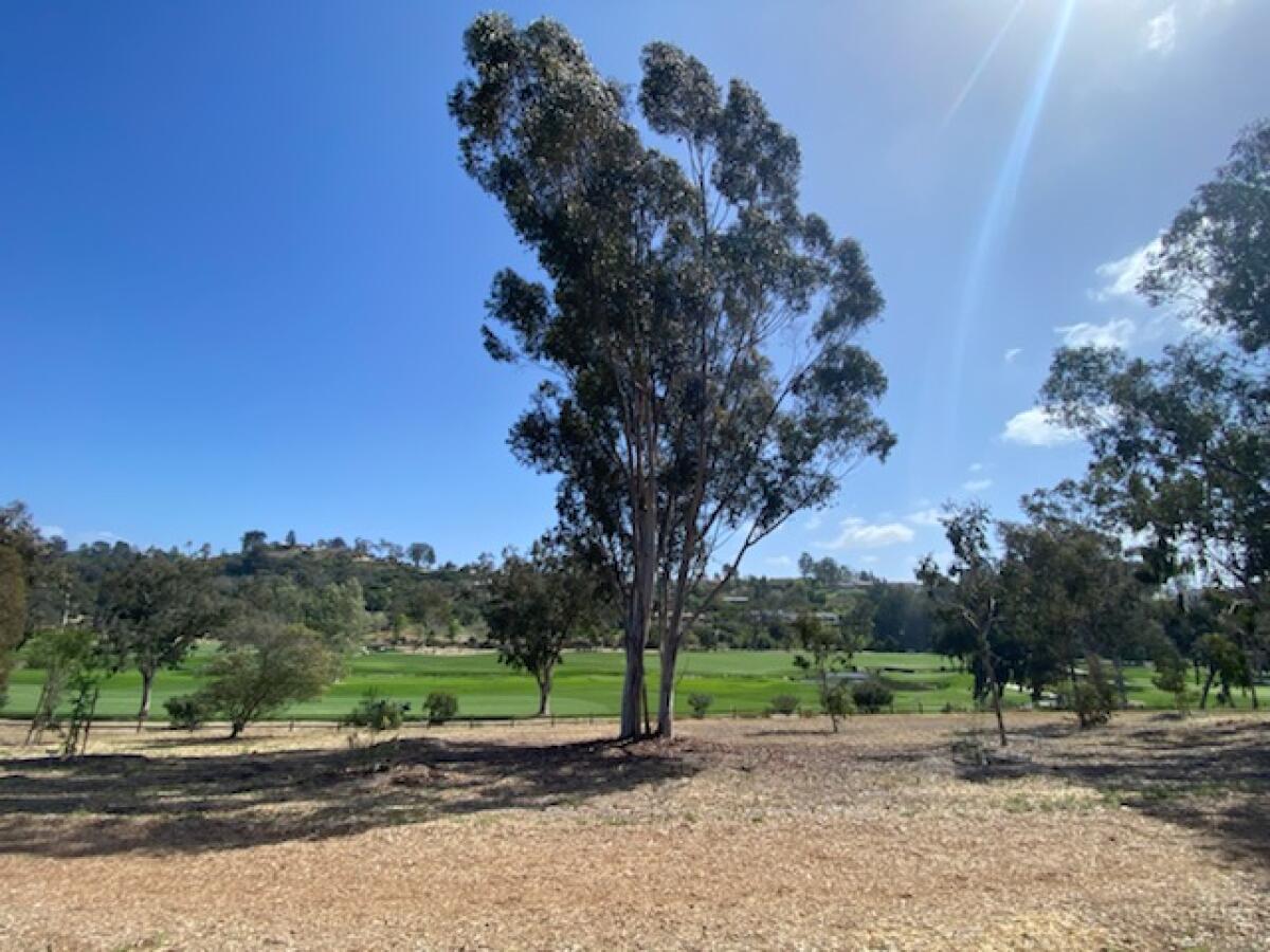 The Rancho Santa Fe Association arboretum.