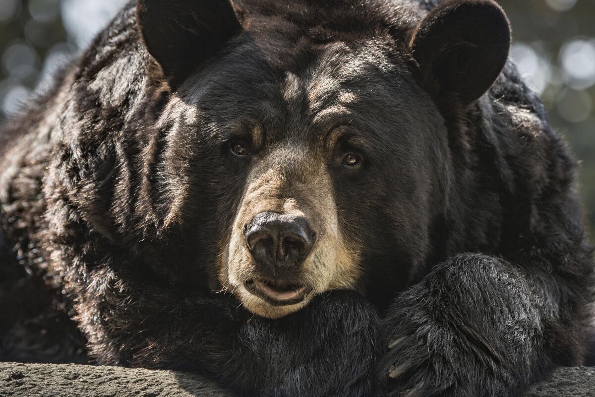This May 15, 2018 photo provided by the Los Angeles Zoo shows Ranger a 25-year old male American black bear at the Los Angeles Zoo. The orphaned black bear who lived at the Los Angeles Zoo for 25 years has died. The zoo says the bear, Ranger, was euthanized on Wednesday, Feb. 9, 2022, because he was in declining health and had a decreased quality of life, Ranger was an orphaned cub when he was rescued in Minnesota in 1997 and sent to the zoo, where he lived his entire life. (Jamie Pham/LA Zoo via AP)
