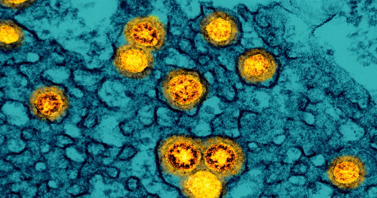 Omicron considéré comme un coronavirus plus doux, mais les scientifiques ne sont pas sûrs