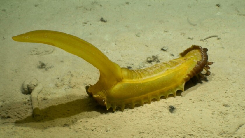 A gummy squirrel, or Psychropotes longicauda," on the deep ocean floor.