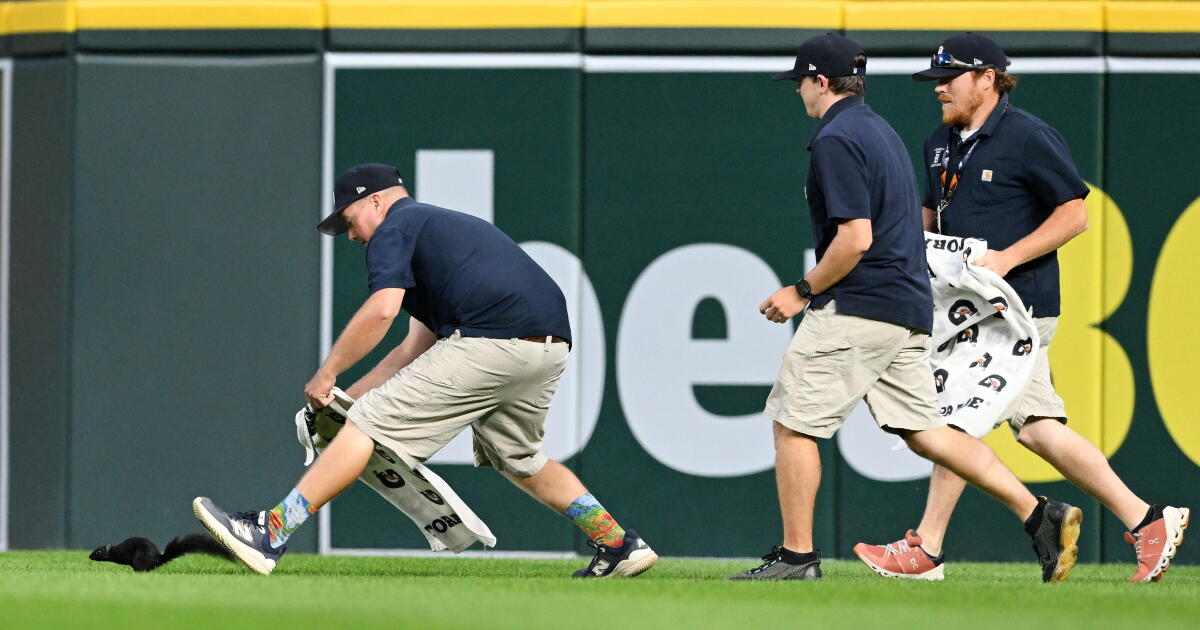 Orioles-Tigers game interrupted by speedy, elusive squirrel leading ground ...