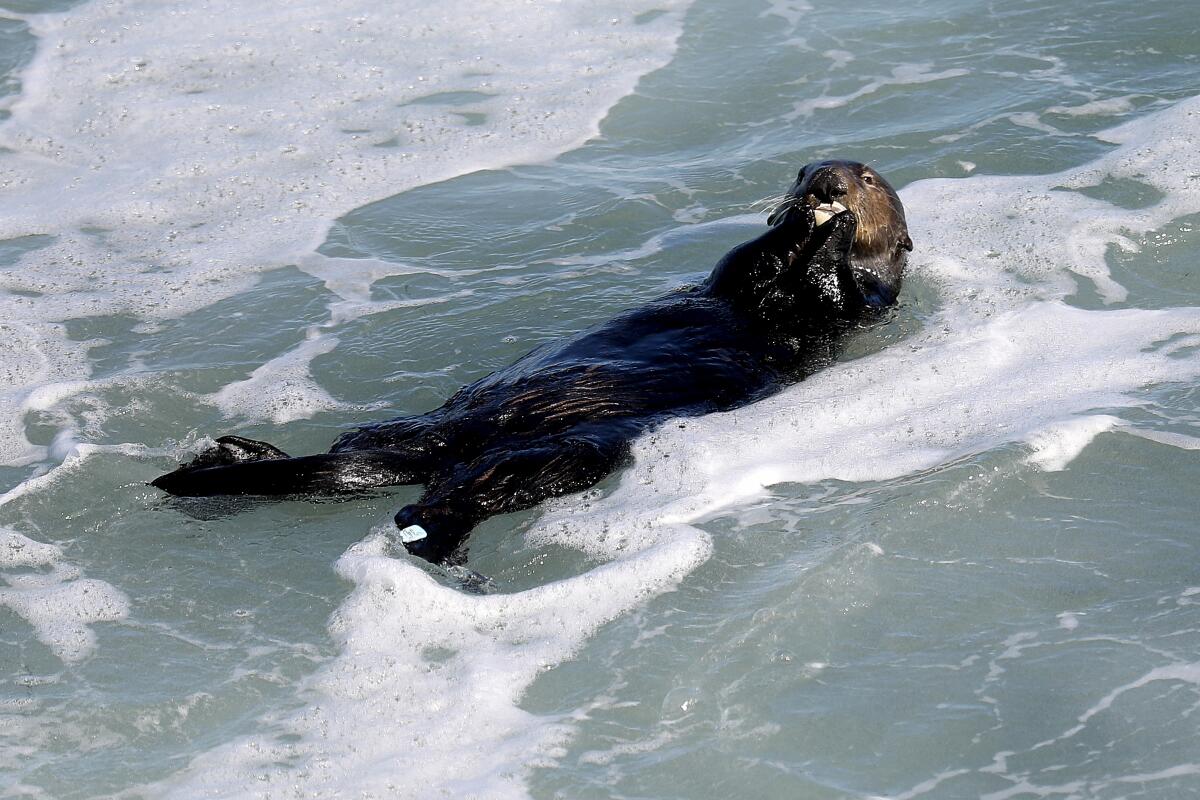 A female sea otter floats on her back in the ocean.