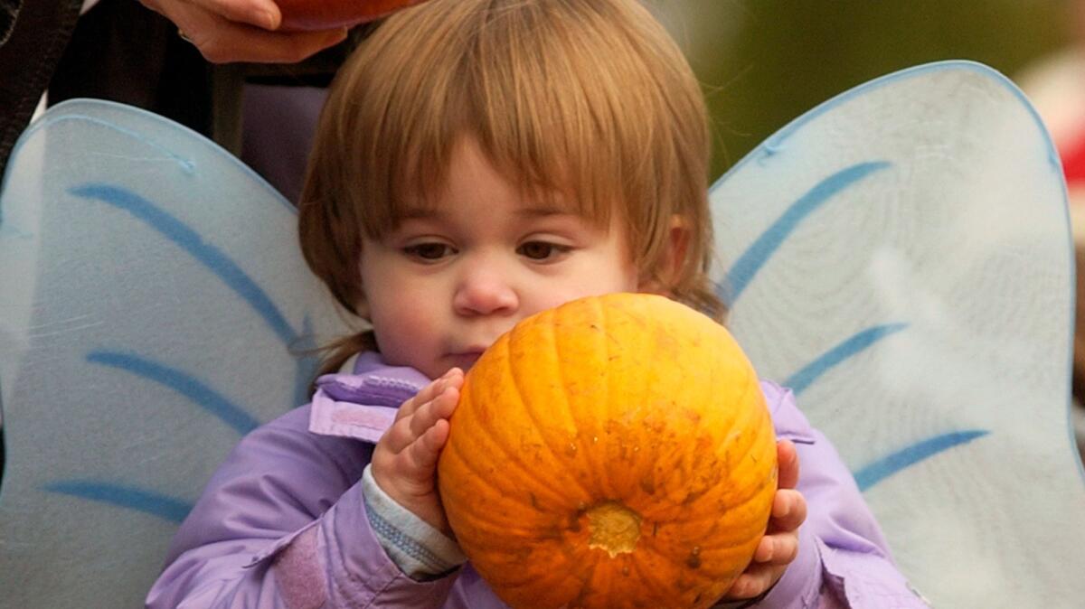 A child dressed as a bee for Halloween finds a pumpkin in Florence, Ky on Oct. 25, 2005.
