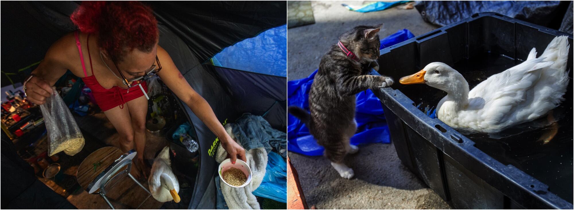 Top: McWilliams, 33, looks on as her emotional support animal cools off inside an inflatable pool 