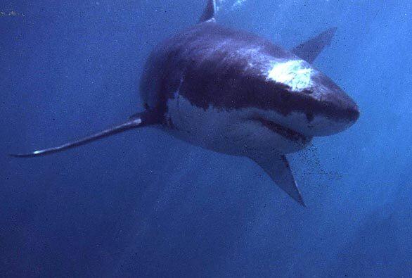 A great white shark swims off Gansbaai, South Africa. Tour operators have been accused of making the waters dangerous by "chumming," in which a mixture of fish blood and oil is thrown into the water to attract the sharks.