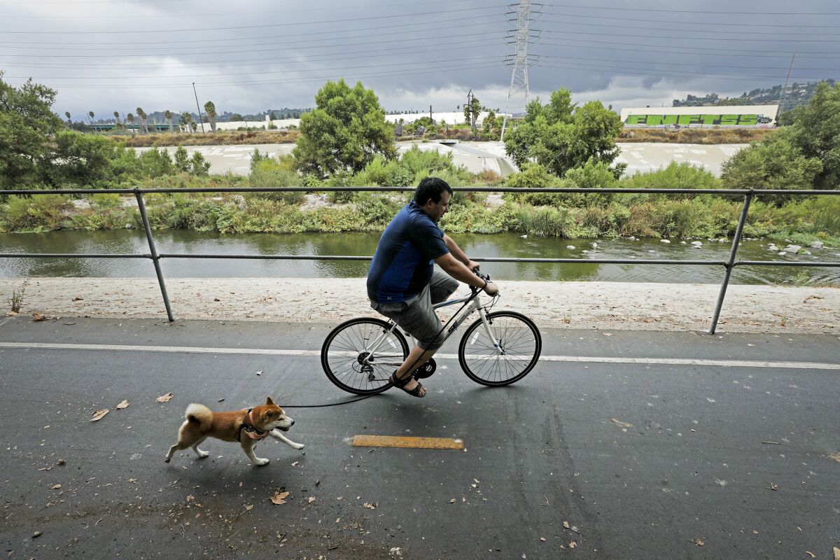 A bicyclist, and his dog on the bike path along the Los Angeles River