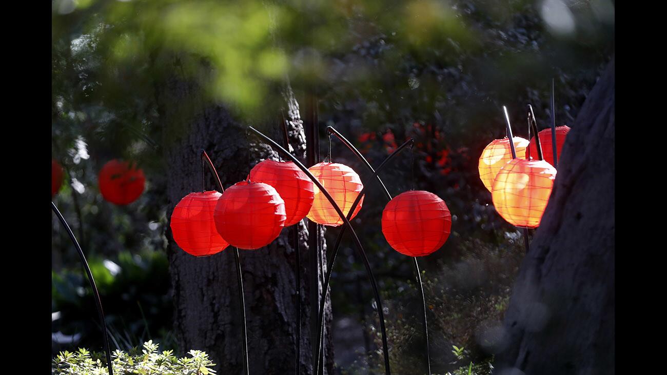 Photo Gallery: Natural sunlight lights up artificial lamps at Descanso Gardens