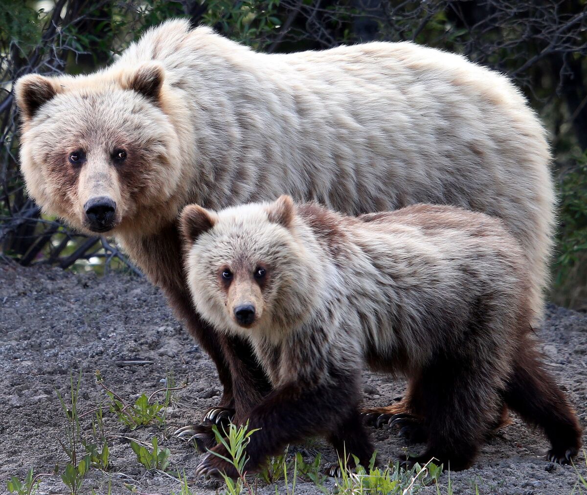 A mama grizzly bear and one of three cubs on Highway 2 about 30 miles south of Whitehorse, Yukon, Canada.