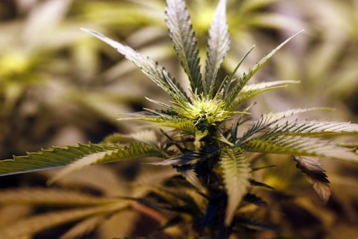 A bill in the House would reclassify marijuana to allow for more research.