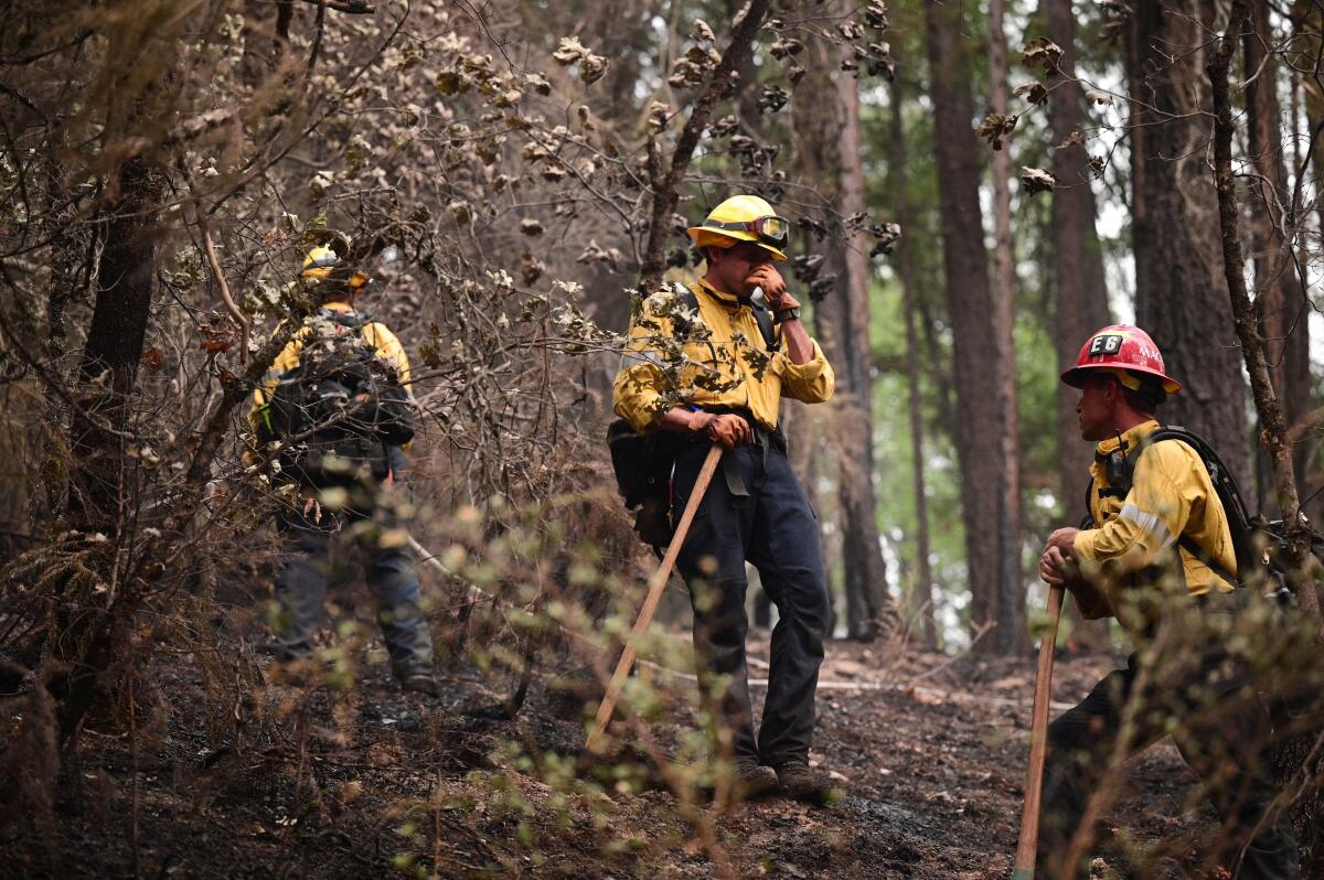 Firefighter crews stand in a burned forest