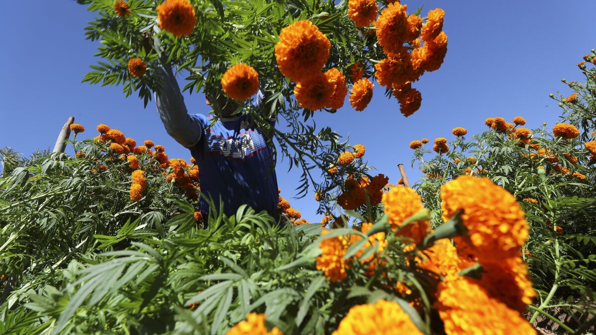 Marigold harvest a gift to workers who have kept Mellano blooming for 50  years - The San Diego Union-Tribune