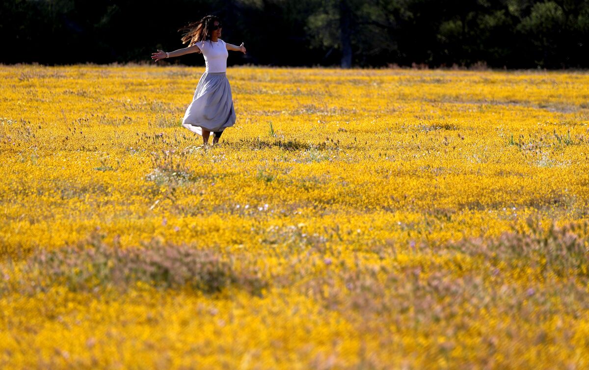 A woman spreads her arms in a field if yellow flowers