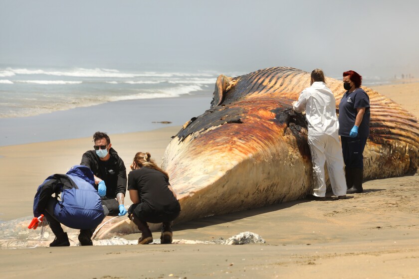 Scientists study a deceased fin whale on a beach