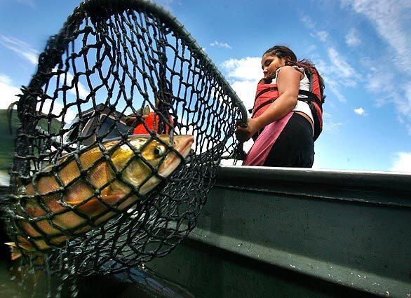 Fayleen Peters Wiehl, 12, nets a salmon caught on the Yukon River in Tanana, Alaska. Native Americans and other subsistence fishermen who live in this tiny town about 700 miles inland rely on the migrating salmon for smoked and dried fish to get them through harsh winters.